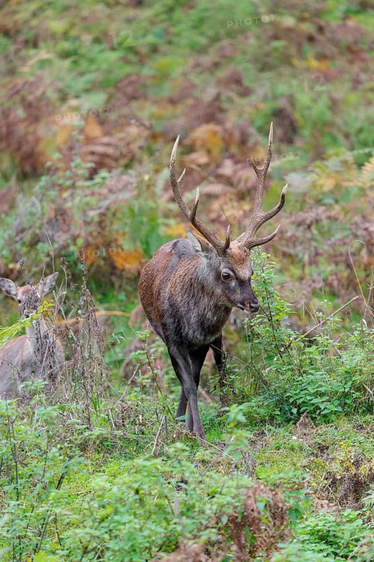 A Sika deer stag (Cervus nippon) and a female are standing in a meadow on hilly ground