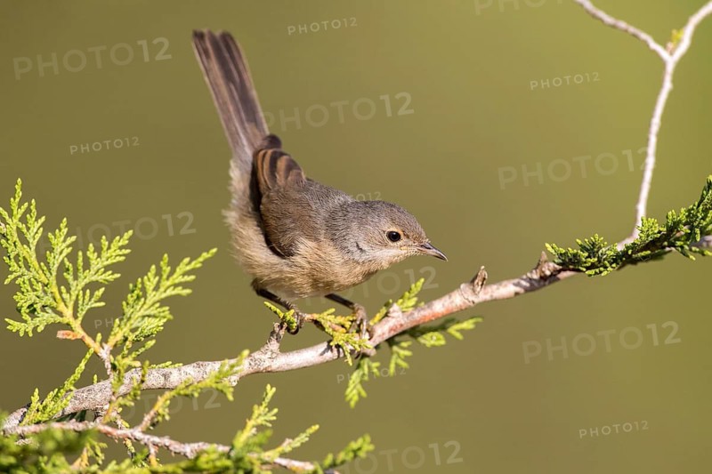 Subalpine Warbler (Sylvia cantillans) juvenile, Castile and Leon, Spain