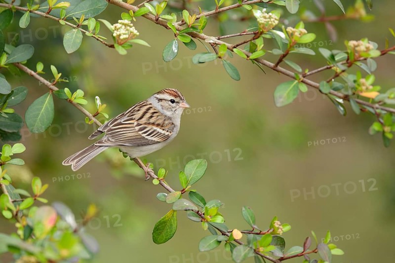 Chipping Sparrow (Spizella passerina) perched on a twig, Texas, USA