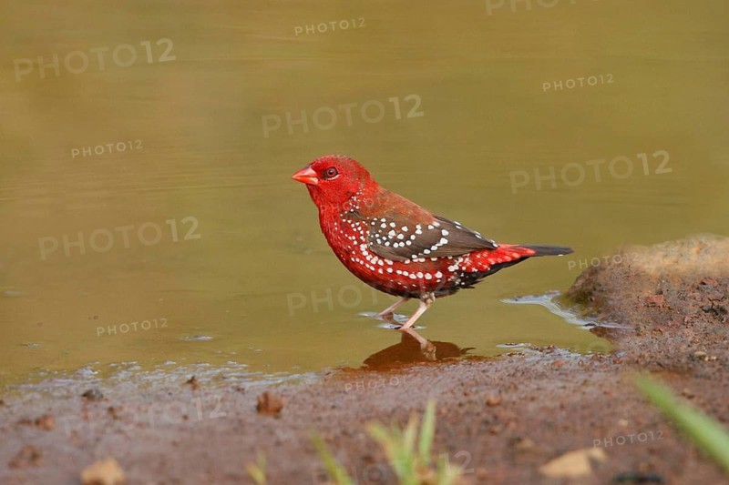 Red Avadavat, Amandava amandava, USA, Hawaii, Hawaii Island