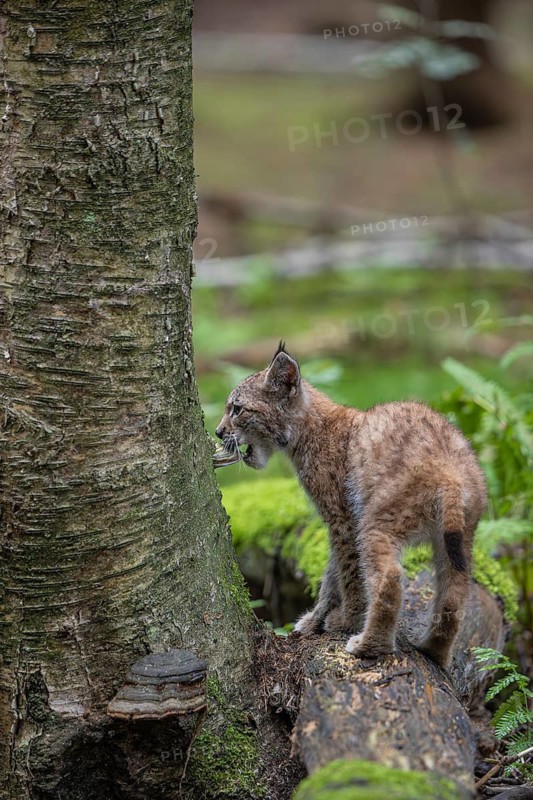 One young (10 weeks old) male Eurasian lynx, (Lynx lynx), crossing a creek, using a fallen tree as a natural bridge. Examins the mushroom growing on the tree