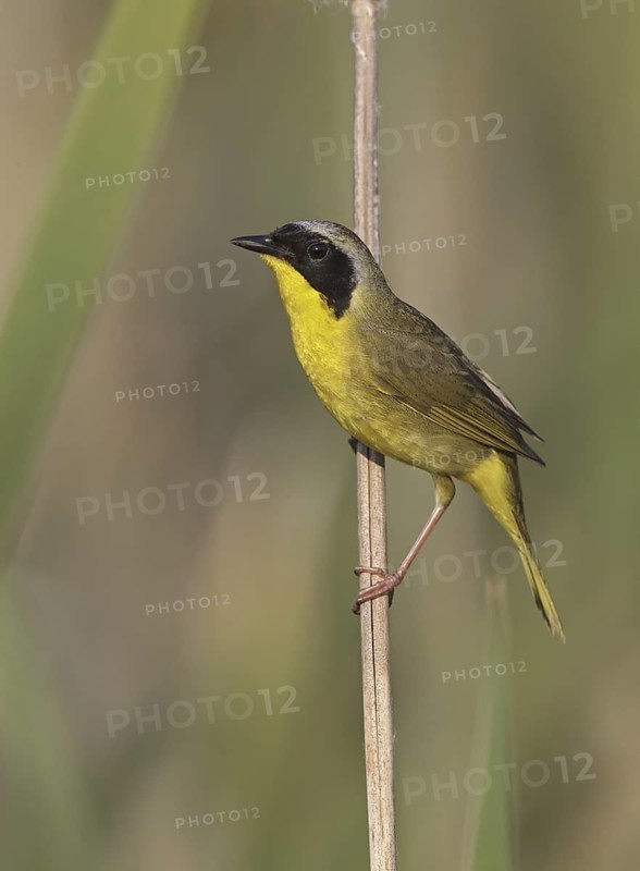 Common Yellowthroat (Geothlypis trichas), Ohio, USA