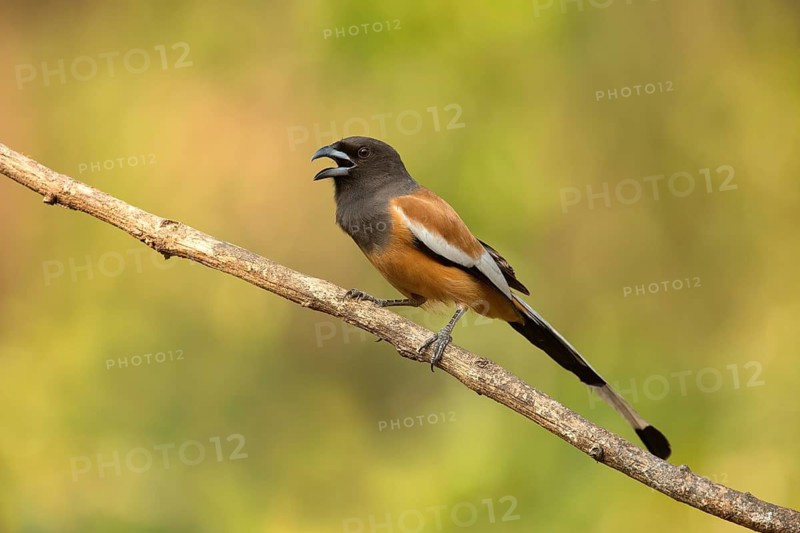 Rufous Treepie (Dendrocitta vagabunda) calling from branch, Kerala, India