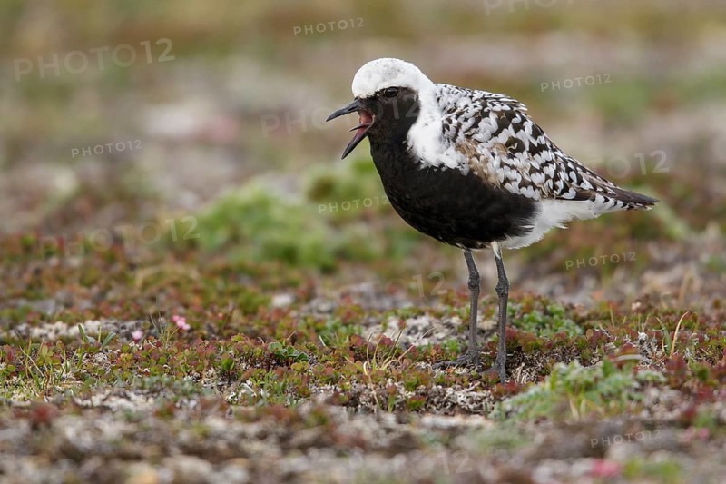 Black-bellied Plover (Pluvialis squatarola) perched on the tundra in Nome, Alaska