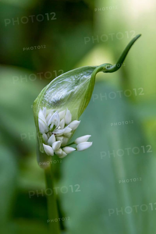 Ramsons (Allium ursinum) flower just opening, Southern Palatinate, Palatinate, Rhineland-Palatinate, Germany
