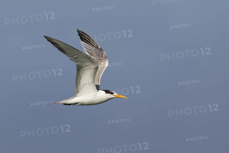 Lesser Crested Tern (Thalasseus bengalensis) flying, Oman
