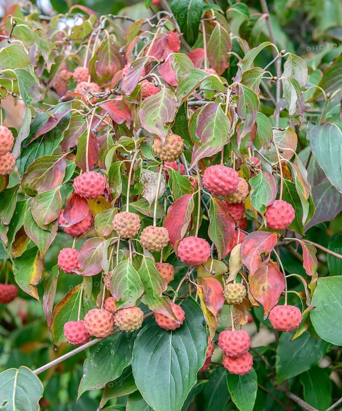 Flowering dogwood (Cornus kousa var. chinensis), Bundessortenamt Prüfstelle Marq, Germany