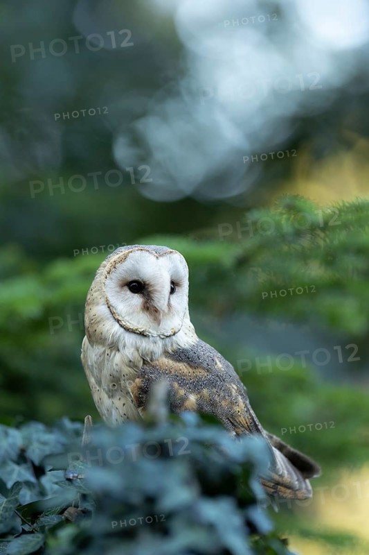 Western Barn Owl (Tyto alba) captive, Germany