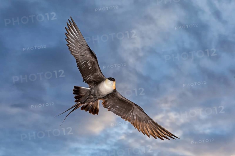 Falcon Skua, (Stercorarius longicaudus), animals, birds, gull, family of skuas, flight photo, frontal, Varanger, Finnmark, Norway