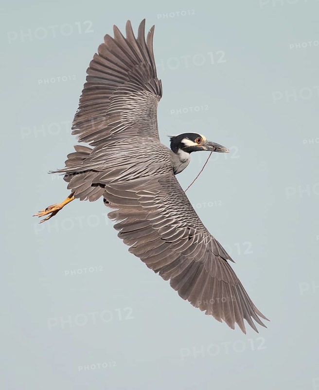 Yellow-crowned Night Heron (Nyctanassa violacea) male flying, Florida, USA
