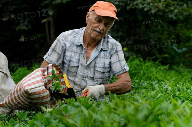 Rize, Turkey, September 5th 2014 Ali a Turkish tea farmer working in the plantations of the Black Sea Mountains near Rize in north east Turkey