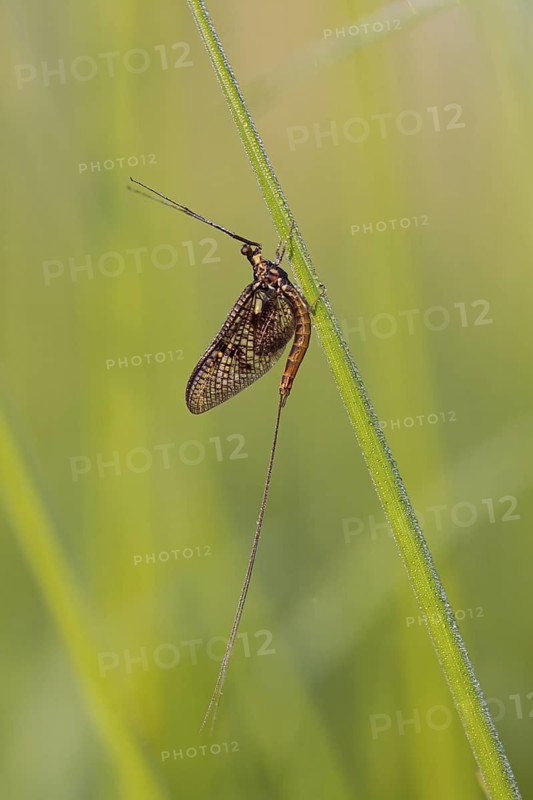 Brown mayfly, (Ephemera vulgata), animals, insects, flies, fly, Lake Neusiedl, Andau, Burgenland, Austria
