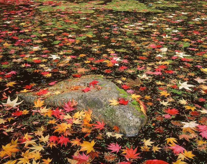 Fallen maple leaves create a vibrant mosaic on the surface of a pond during autumn in Washington, capturing the essence of the season