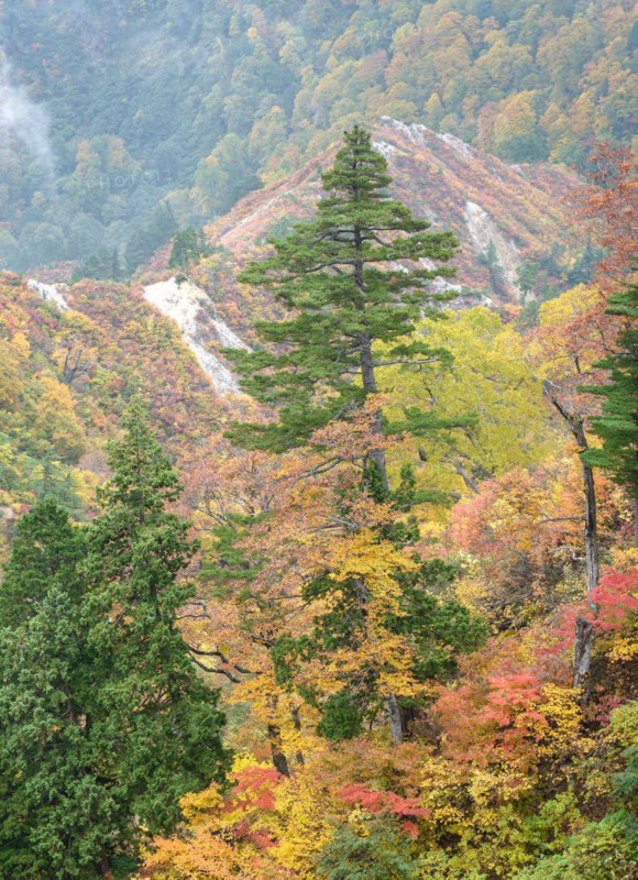 Hakusan National Park, Maiden Pine (Pinus parviflora), Maple (Acer), Hakusan National Park, Honshu, Japan