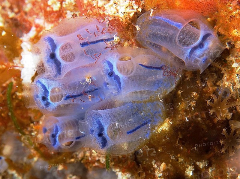 Transparent blue Steenbras sea squirt (Clavelina steenbrasensis) in a colony on an orange background. Dive site Sodwana Bay National Park, Maputaland Marine Reserve, iSimangaliso Wetland Park, KwaZulu Natal, South Africa