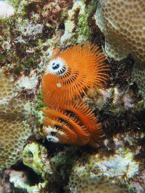 Spiral orange Indo-Pacific Christmas tree worm (Spirobranchus corniculatus) on corals, dive site Pidada, Penyapangan, Bali, Indonesia