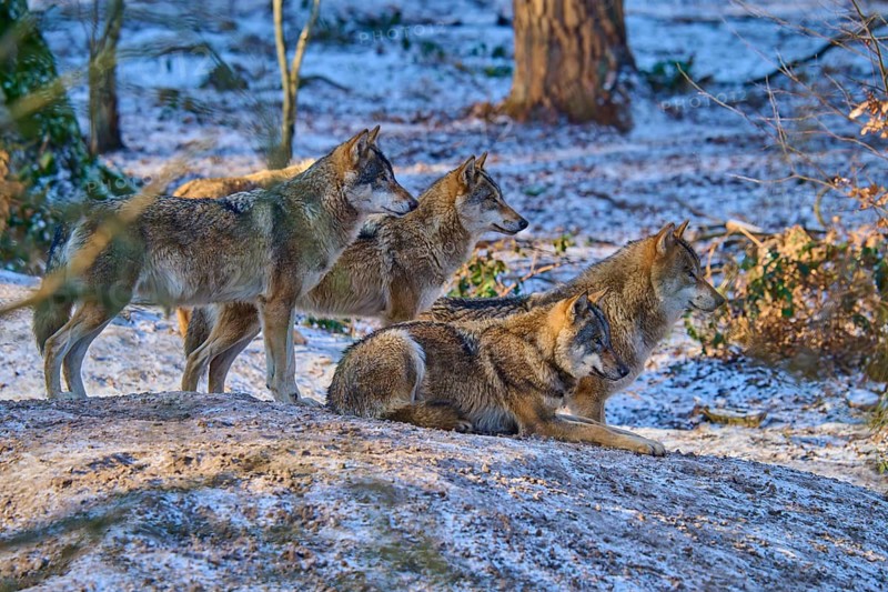 Four wolves resting together on a snow hill in the forest, pack, winter, wolf (Canis lupus), Germany