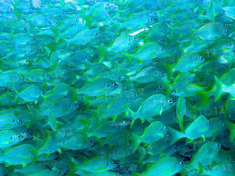 Bastard grunt (Pomadasys incisus)