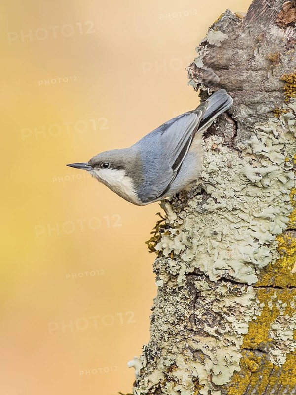 Pygmy Nuthatch (Sitta pygmaea), California, USA
