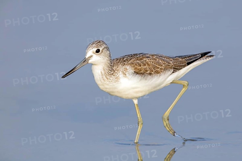 Greenshank, (Tringa nebularia) Wading bird, limesticks, foraging in mudflats, snipe family Salalah, Raysut, Dhofar, Oman