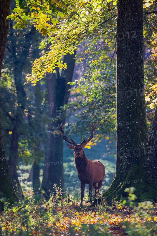 A Red Deer stag (Cervus elaphus) stands in a forest