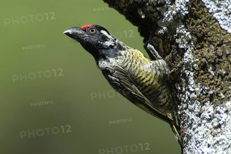 Banded Barbet (Lybius undatus), Ethiopia
