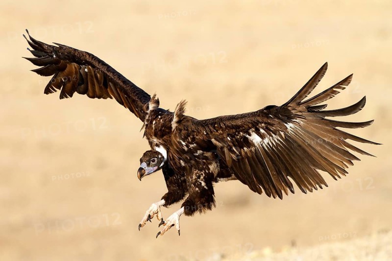 Cinereous Vulture (Aegypius monachus) flying, Castile-La Mancha, Spain