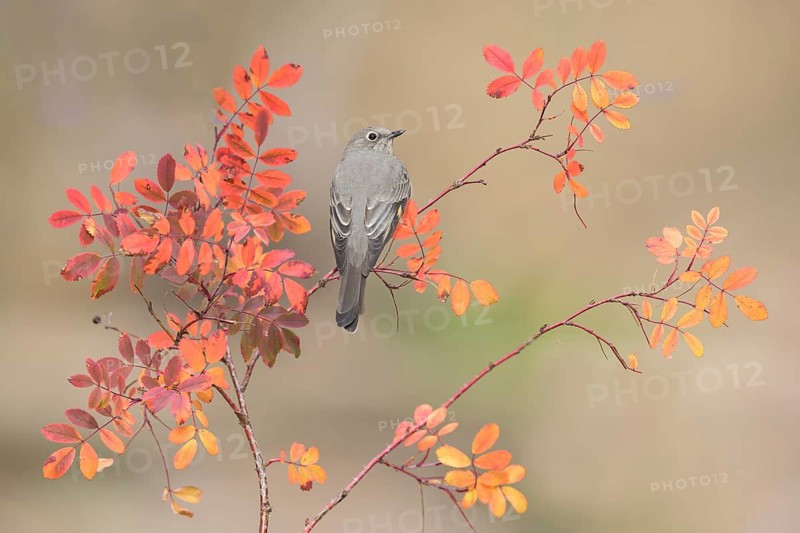 Townsend's Solitaire (Myadestes townsendi) perched on a branch, Colorado, USA