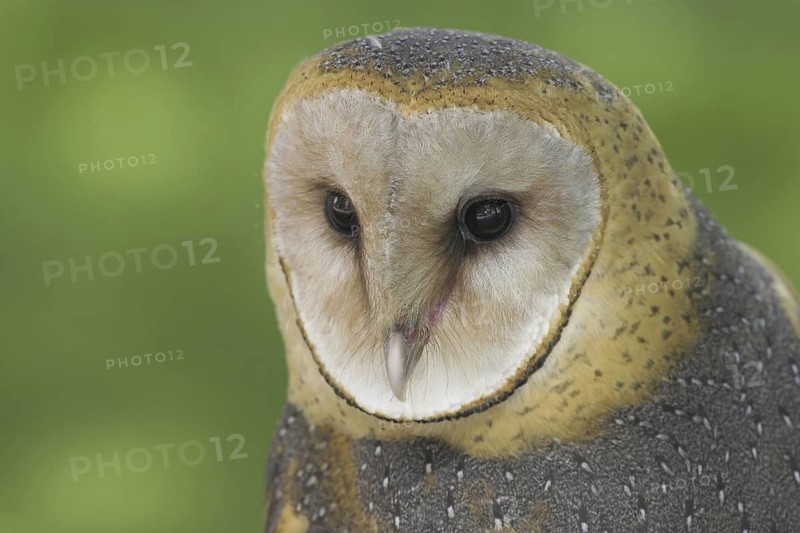 Western Barn Owl (Tyto alba), Alberta, Canada