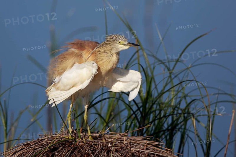 Squacco Heron (Ardeola ralloides), Greece