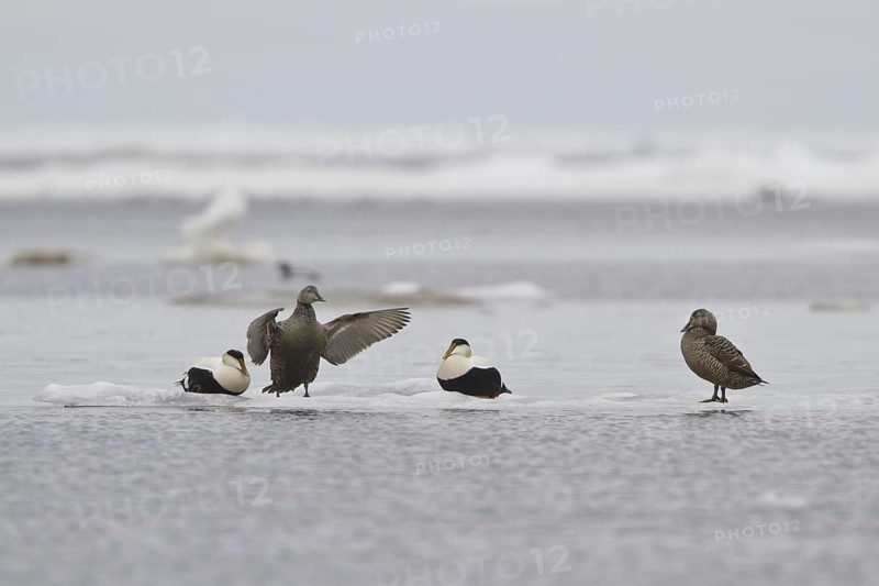 Common Eider (Somateria mollissima), Manitoba, Canada