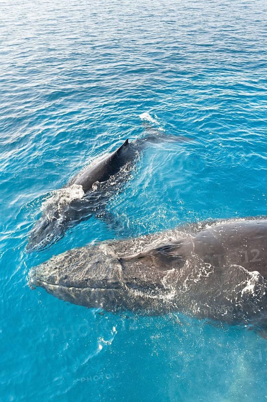 A Humpback Whales family surfacing, Hervey Bay, Queensland, Australia