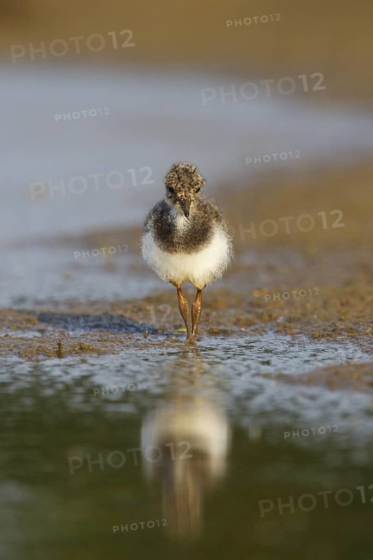 Northern Lapwing (Vanellus vanellus) chick, North Rhine-Westphalia, Germany