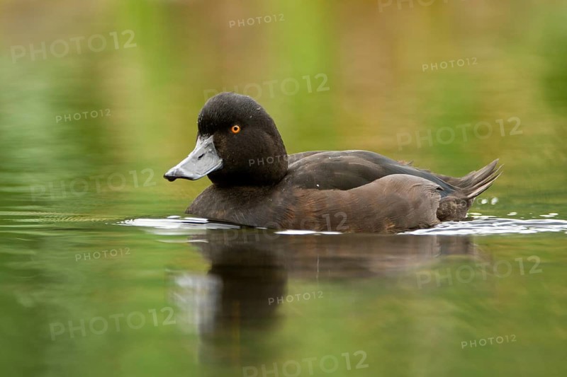 New Zealand Scaup (Aythya novaeseelandiae) male, Northwood, Christchurch, Canterbury, North Island, New Zealand