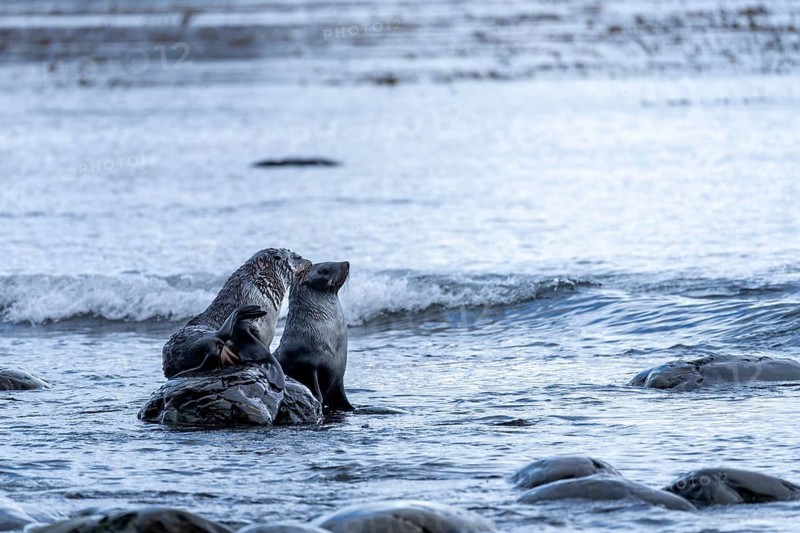 Antarctic Fur Seal (Arctocephalus gazella), two cubs on rocks in the surf, South Georgia, South Atlantic