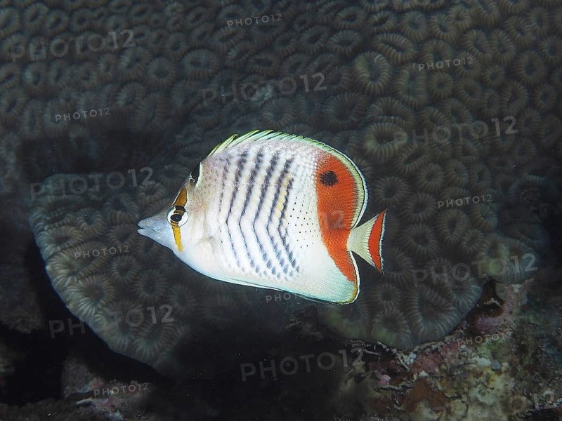 Red Sea butterflyfish (Chaetodon paucifasciatus)