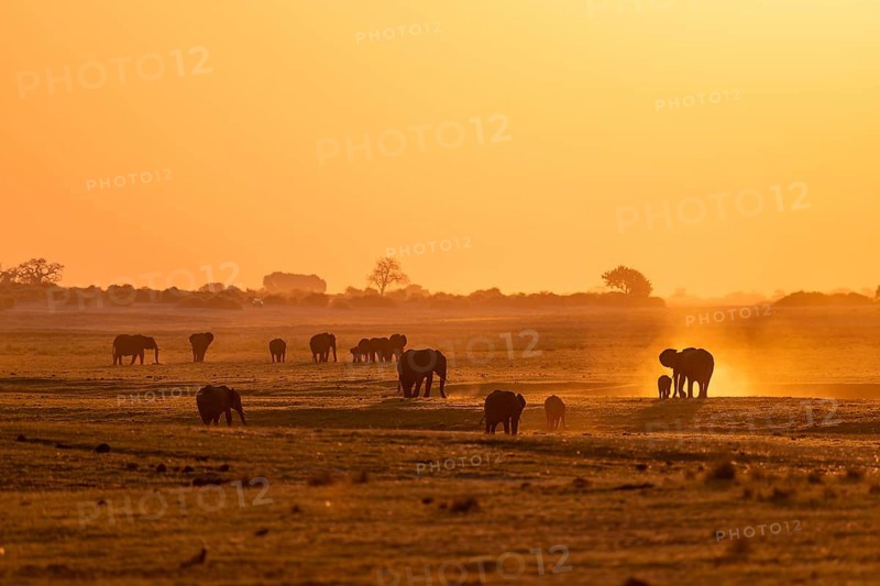 African elephant (Loxodonta africana), silhouette, sunset, atmospheric light, Ihaha, Chobe National Park National Park, Botswan