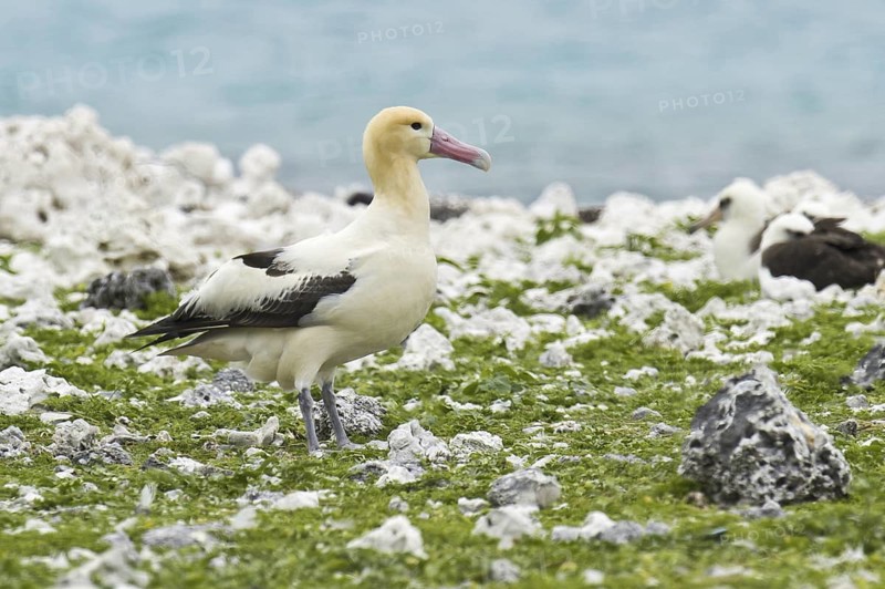 Short-tailed Albatross (Phoebastria albatrus), Hawaii, USA