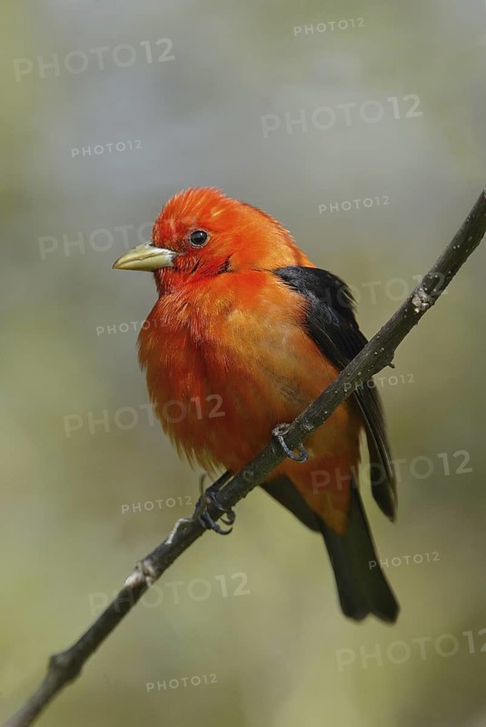 Scarlet Tanager (Piranga olivacea) male, Ontario, Canada