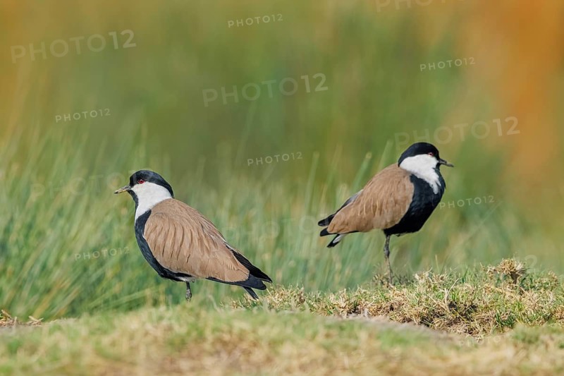 Spornkiebitz, Vanellus spinosus Spur-winged Lapwing, Vanellus spinosus