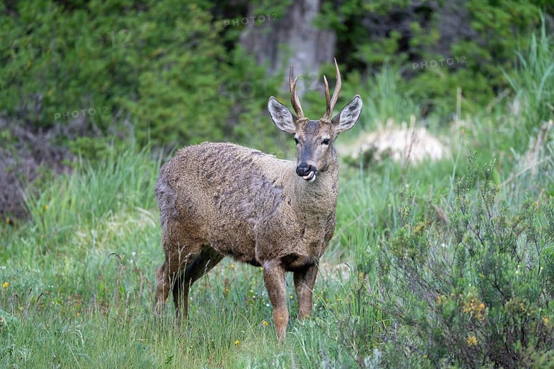 Southern Andean deer (Hippocamelus bisulcus), male with antlers, standing licking the grass at the edge of the forest, Aysén region, Chile