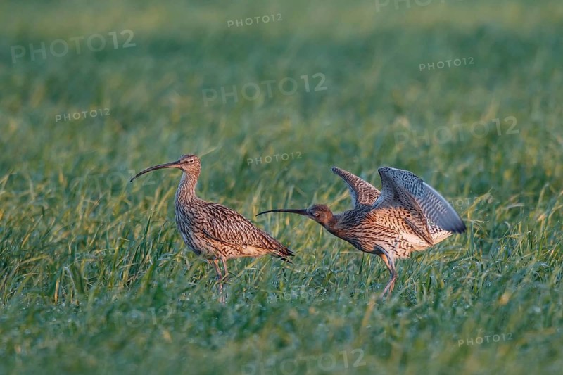 Eurasian Curlew (Numenius arquata) pair displaying, North Rhine-Westpalia, Germany