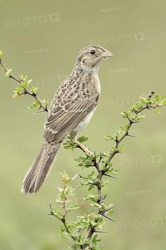 Cassin's Sparrow (Peucaea cassinii), Texas, USA