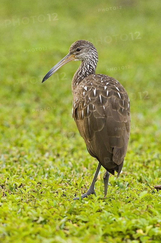 Limpkin (Aramus guarauna), Florida, USA