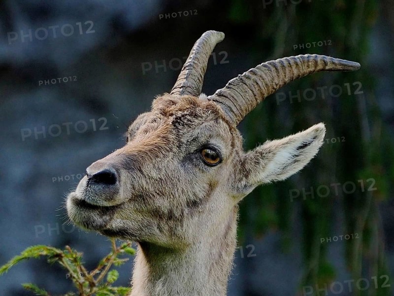 Alpine ibex (Capra ibex)