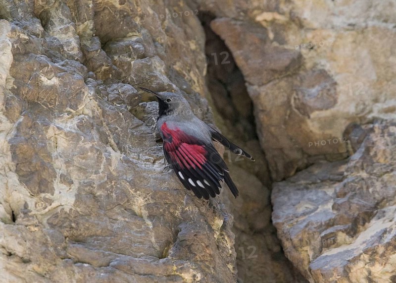 Wallcreeper (Tichodroma muraria) male, Bulgaria