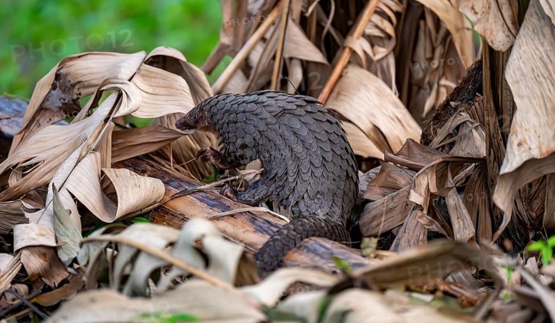 Pangolin between leaves on the ground, White-bellied pangolin (Phataginus tricuspis, Manis tricuspis), Western Region, Pangolin Rescue Centre, Uganda