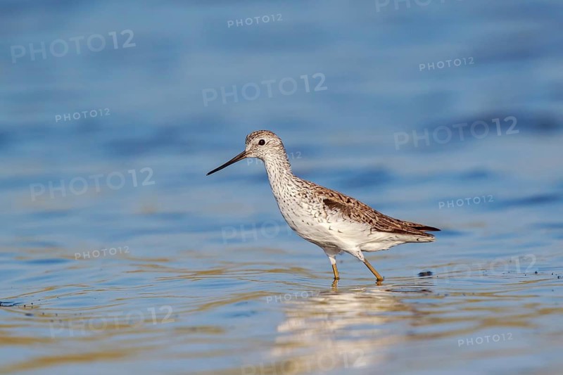 Marsh Sandpiper (Tringa stagnatilis) foraging, Lesvos, Greece
