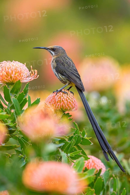 Cape sugarbird (Promerops cafer), Harold Porter National Botanical Gardens, Betty's Bay, Western Cape, South Africa