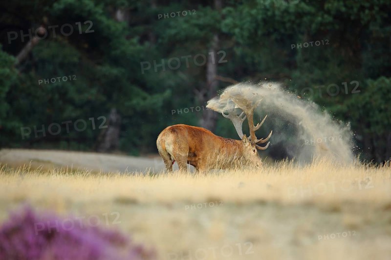 Male red deer (Cervus elaphus) during rut, sweeping, dust cloud, raising dust, De Hoge Veluwe National Park, Veluwe, Gelderland, Netherlands